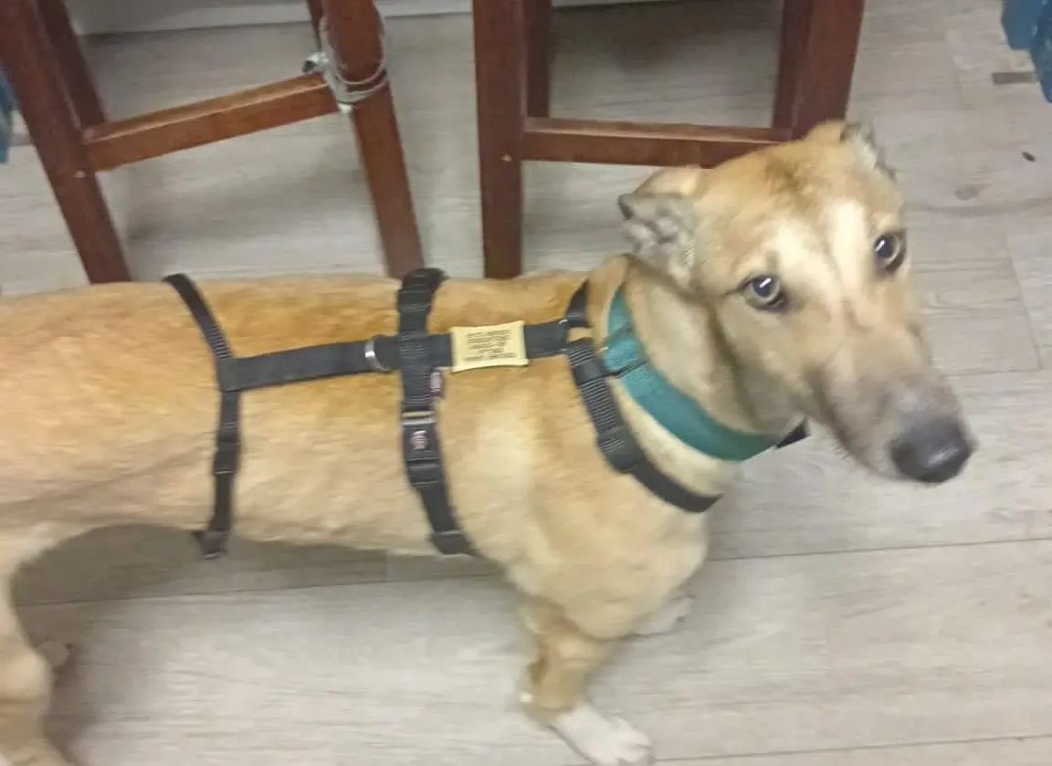 Neville adozione levrieri greyhound 5 e1641329066497