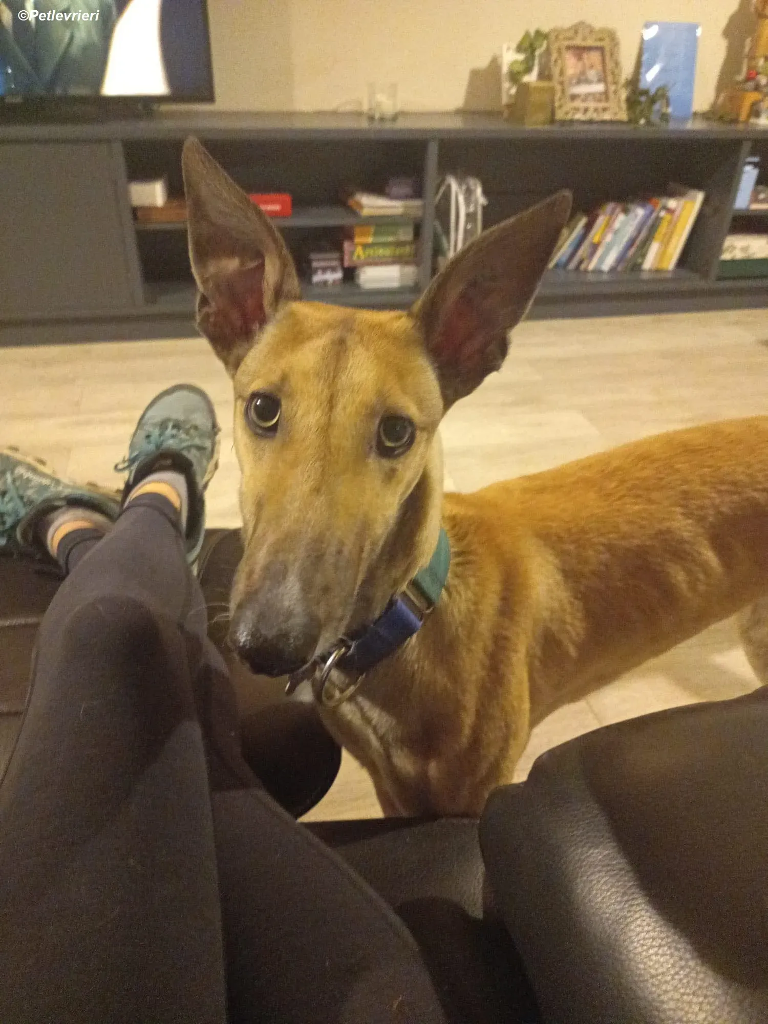 Neville adozione levrieri greyhound 6