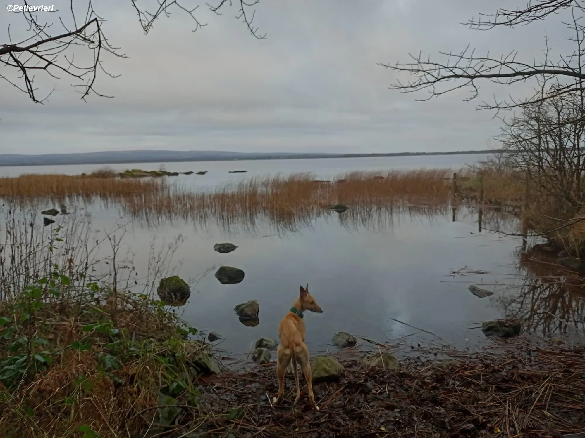 Neville adozione levrieri greyhound 7