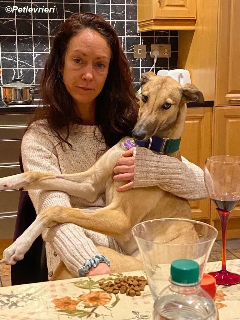 Neville adozione levrieri greyhound 9