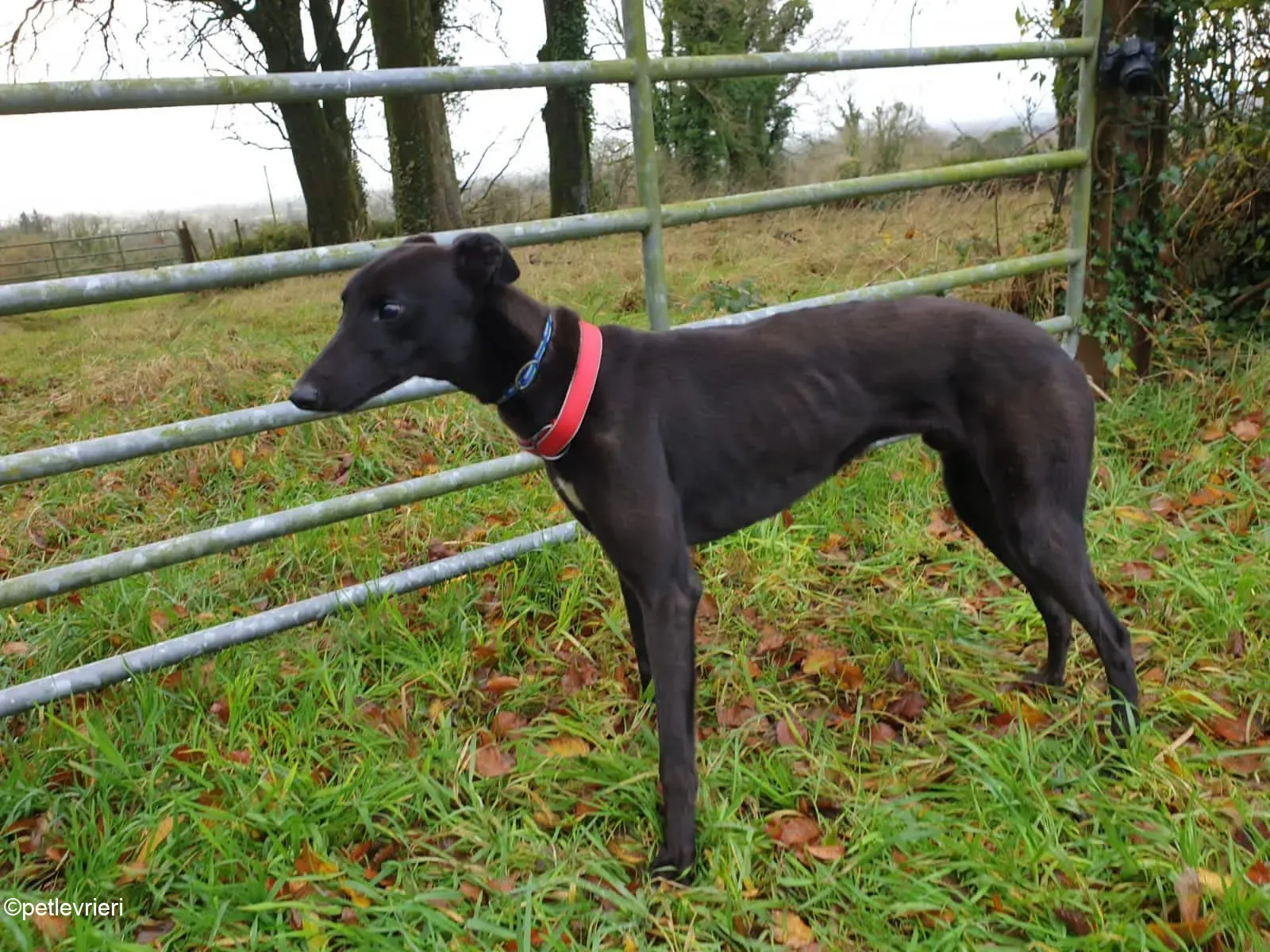 Nick adozione levrieri greyhound 1