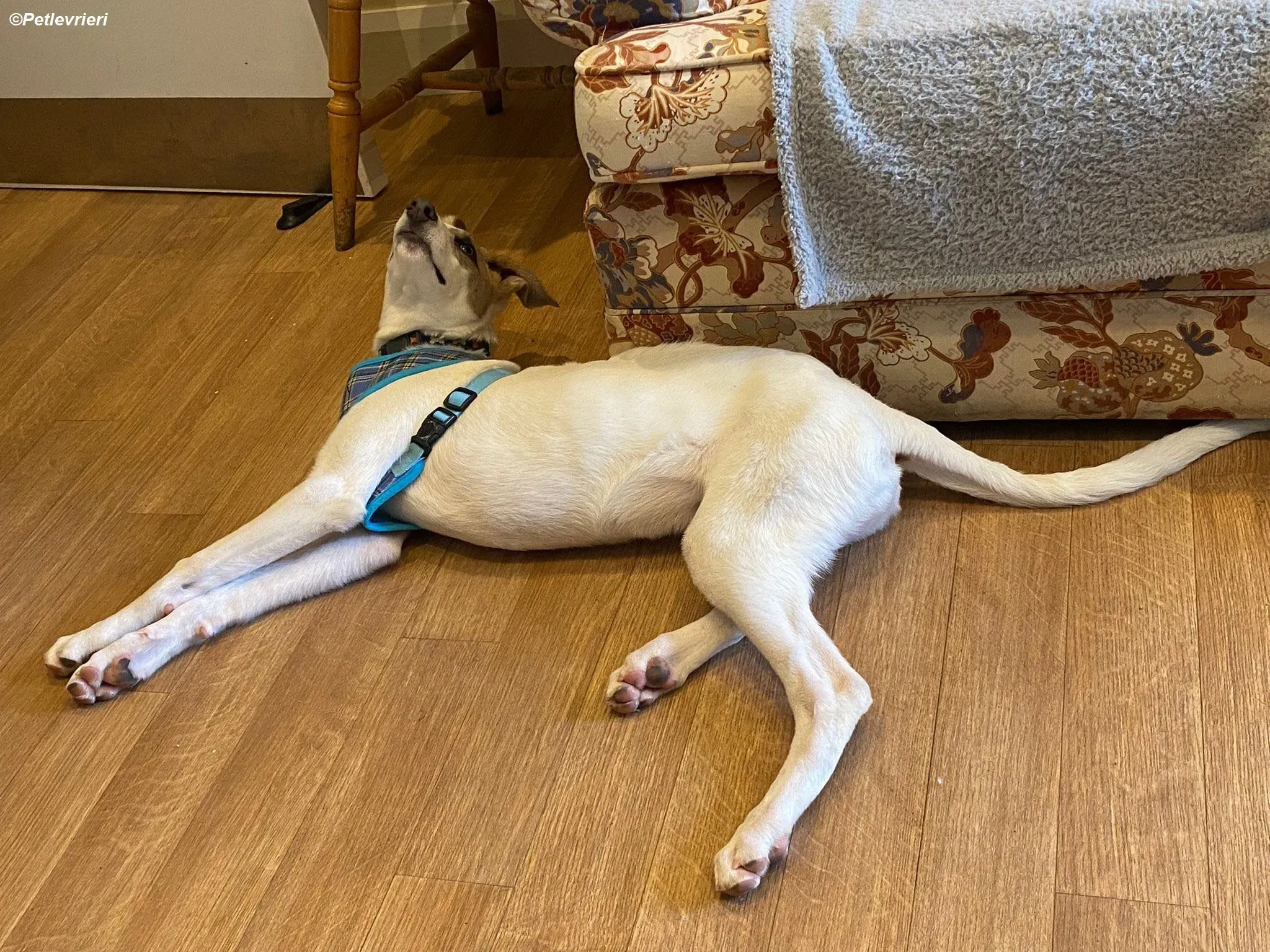 Nico adozione levrieri greyhound 1