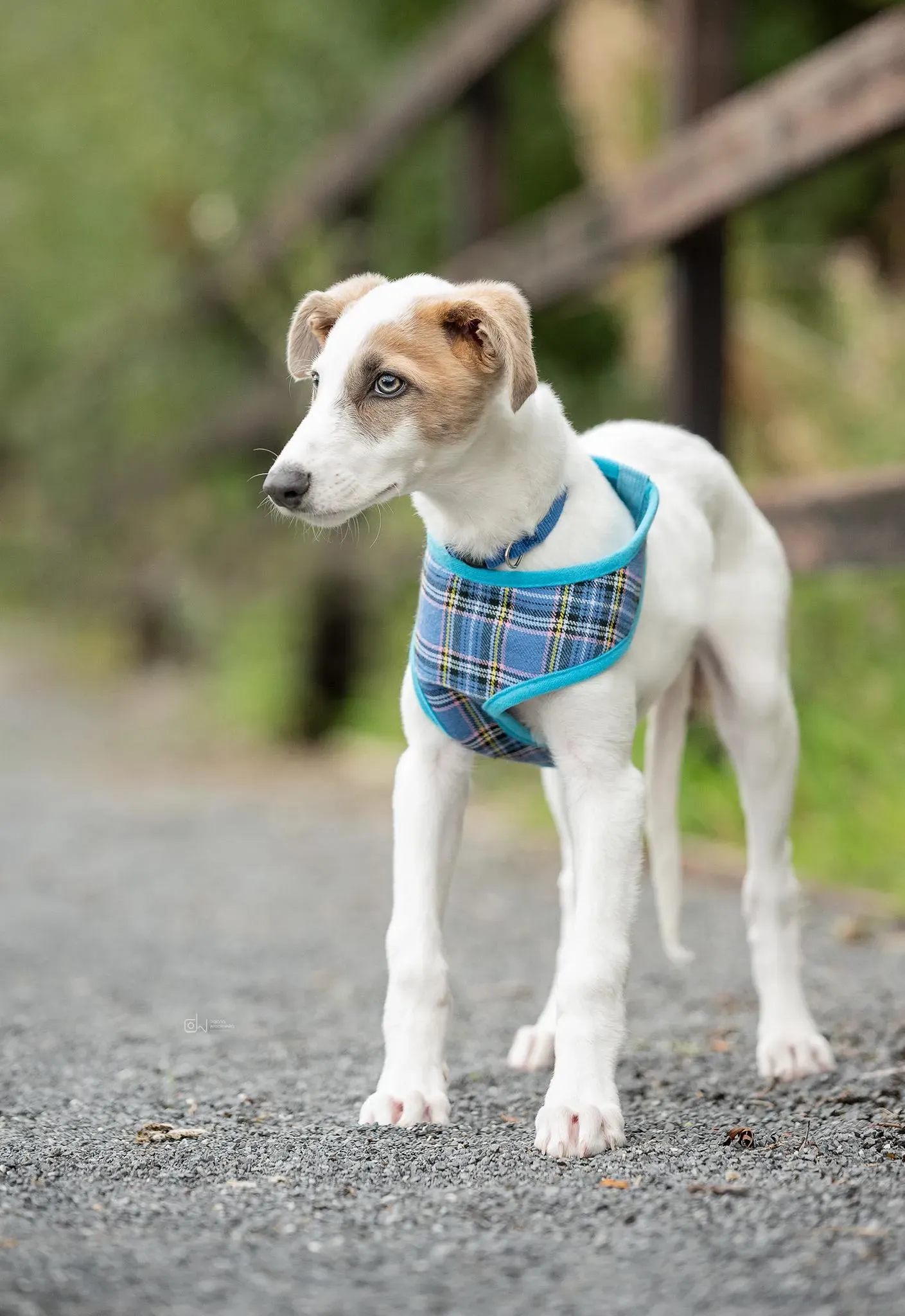 Nico adozione levrieri greyhound 10