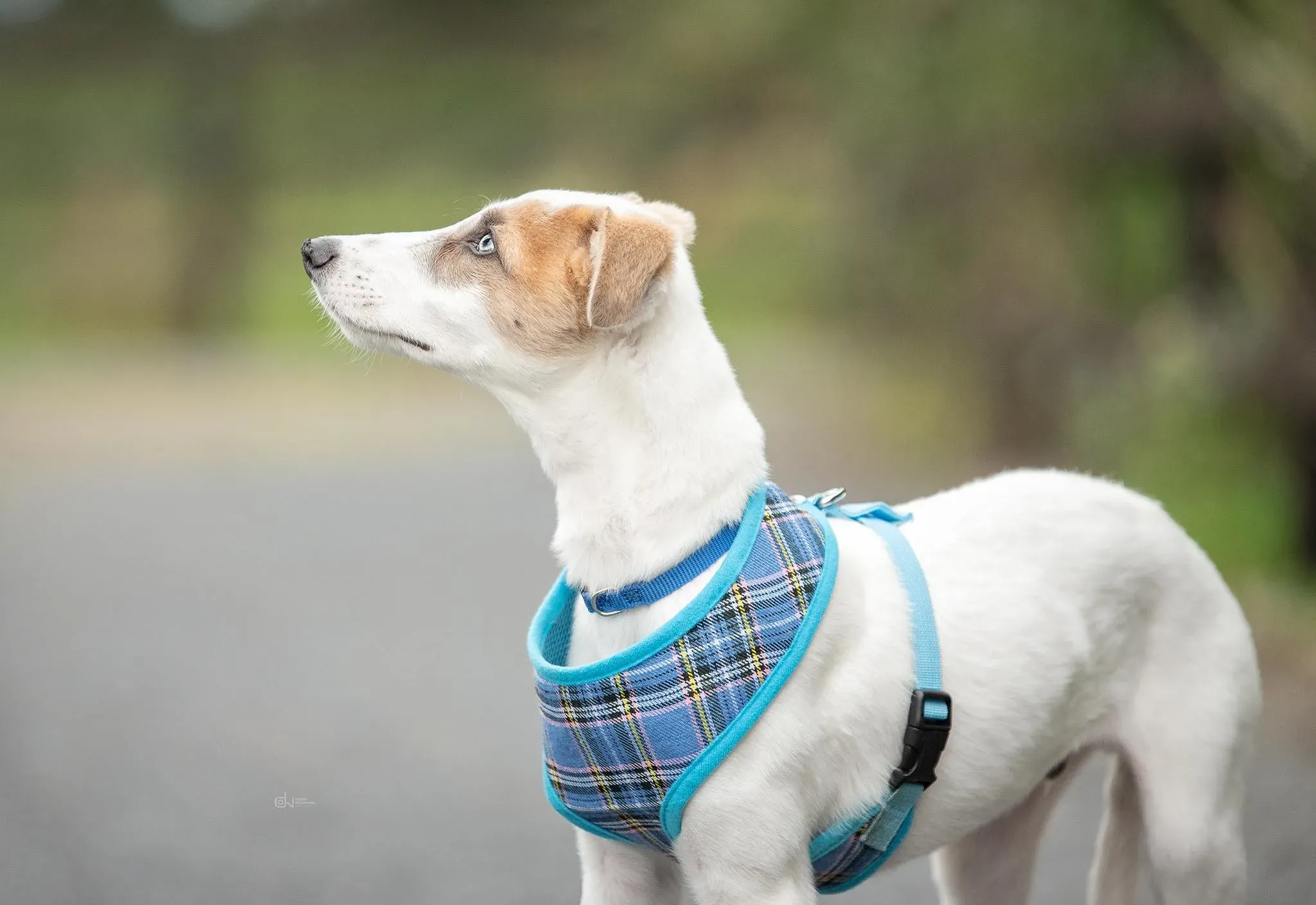 Nico adozione levrieri greyhound 11