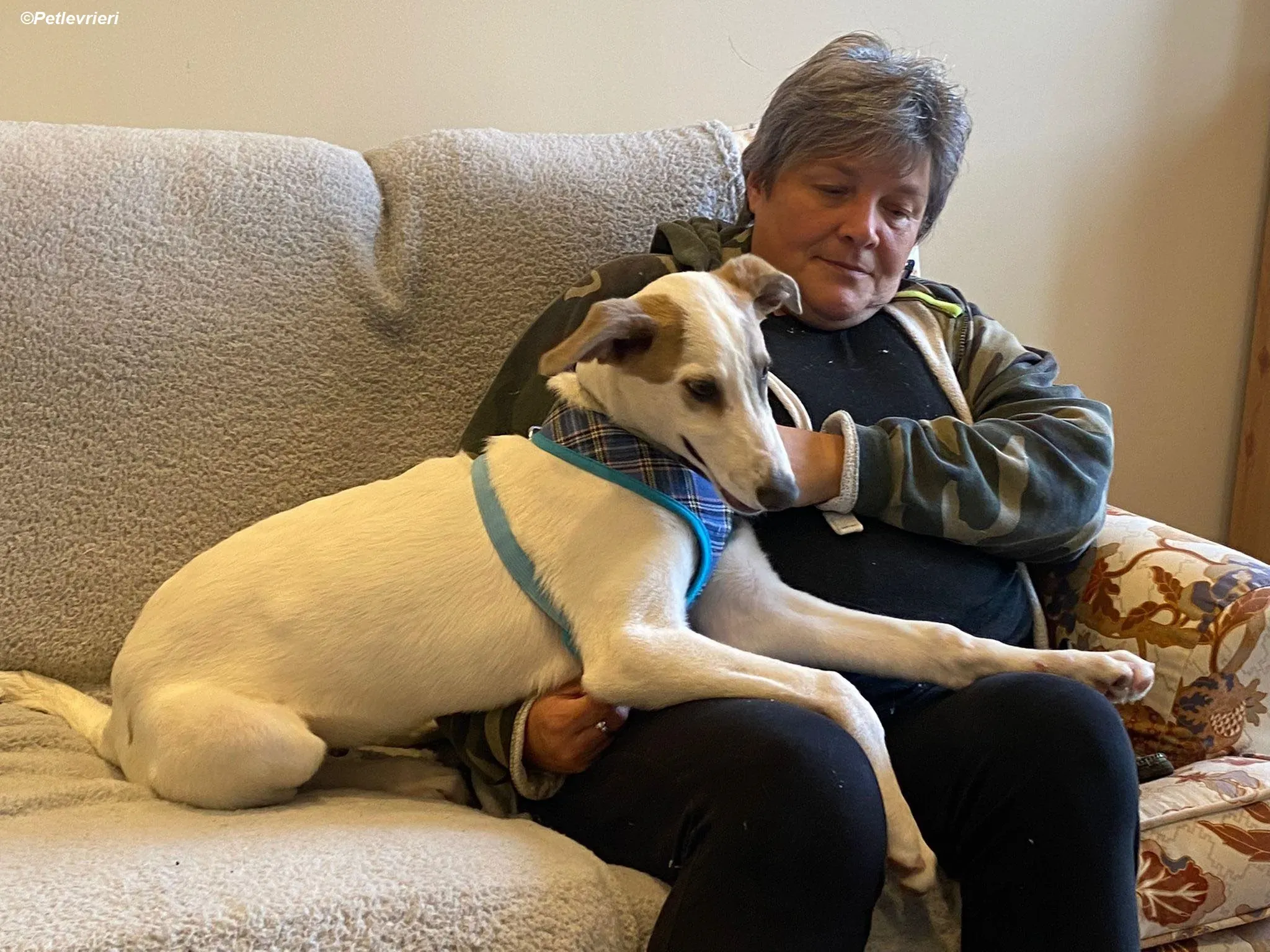 Nico adozione levrieri greyhound 2