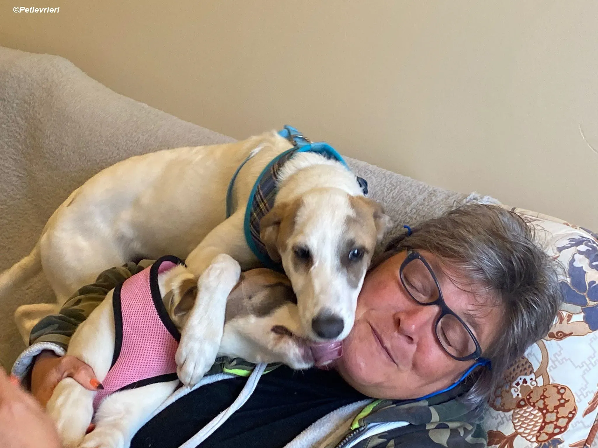 Nico adozione levrieri greyhound 3