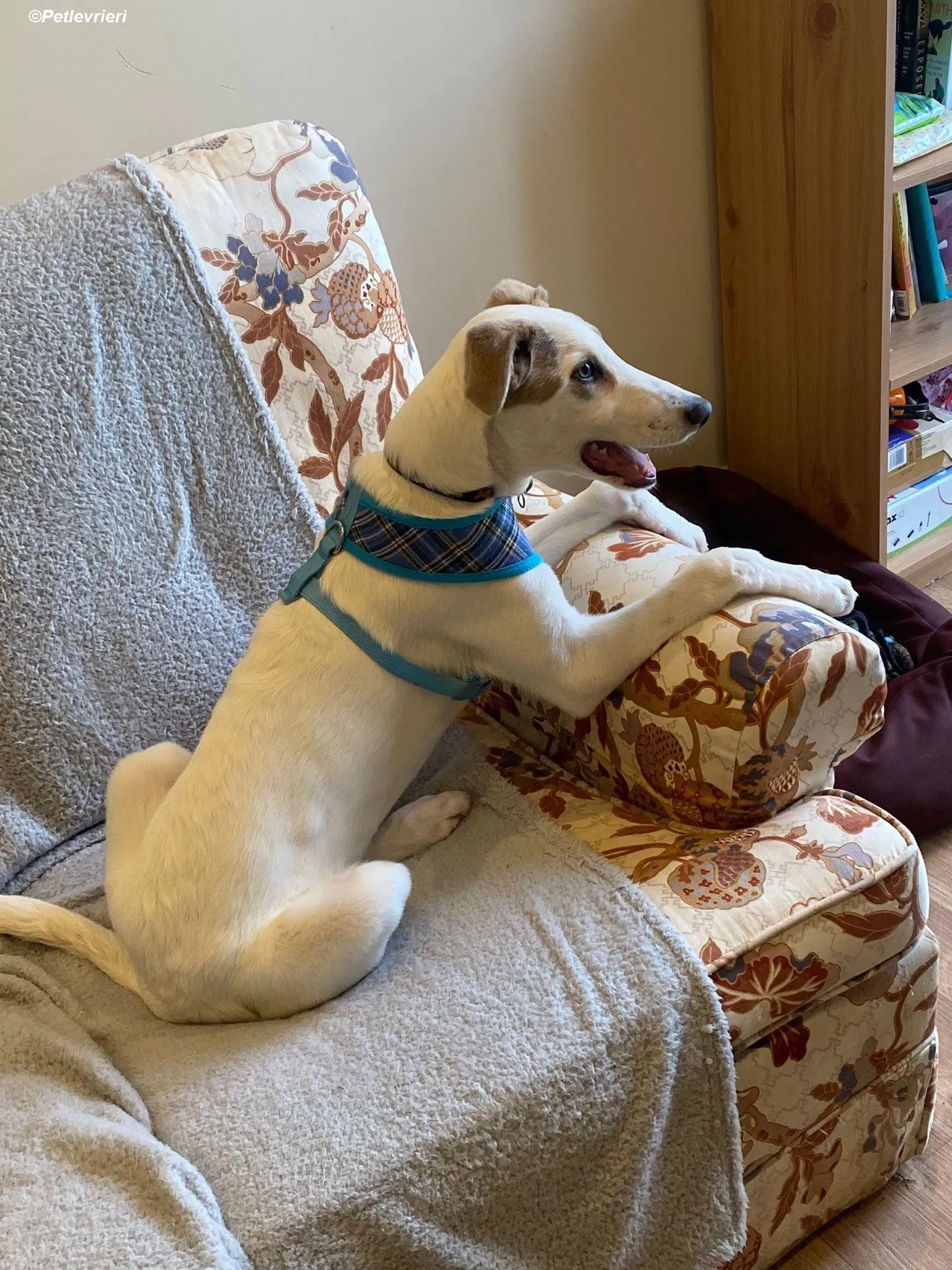 Nico adozione levrieri greyhound 4