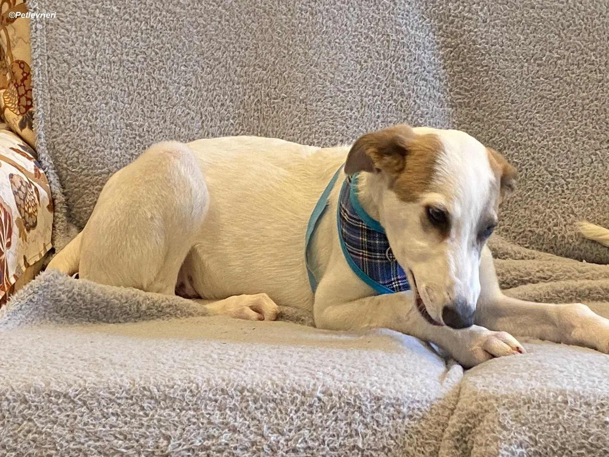 Nico adozione levrieri greyhound 5