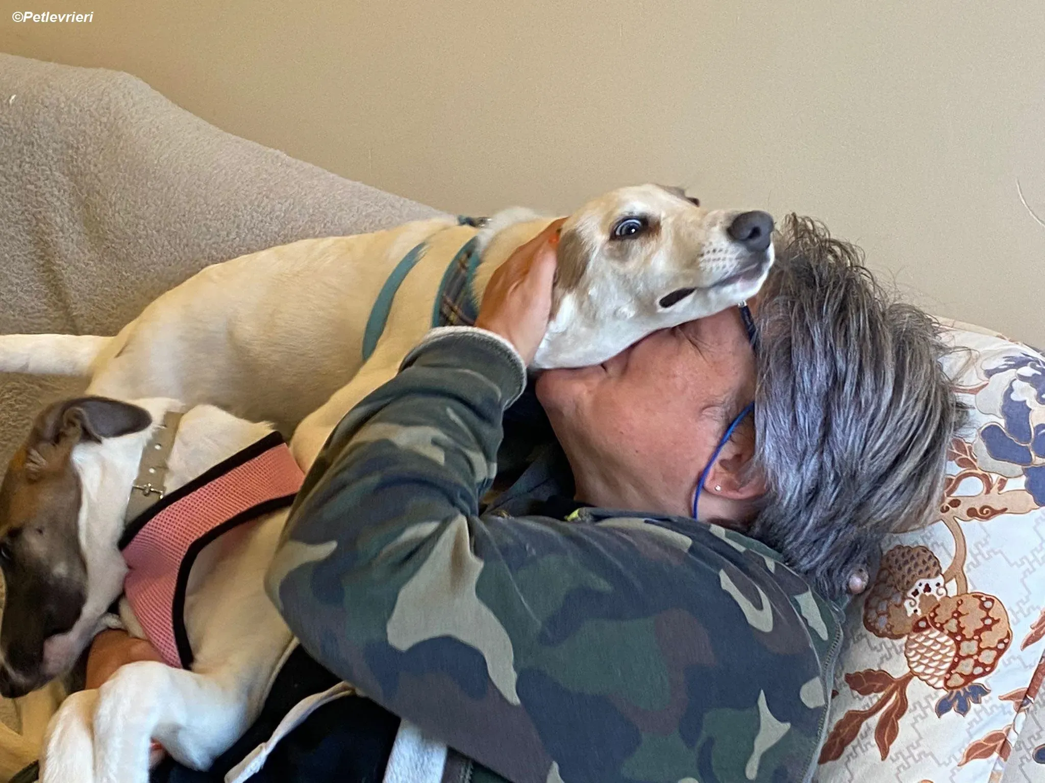 Nico adozione levrieri greyhound 7