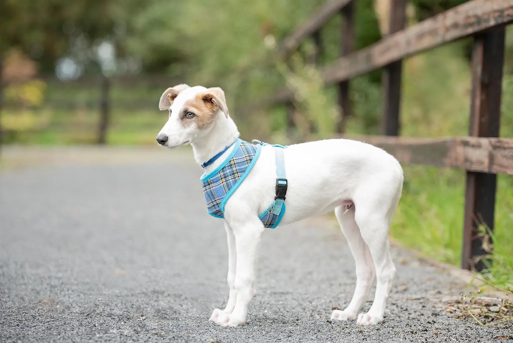 Nico adozione levrieri greyhound 8