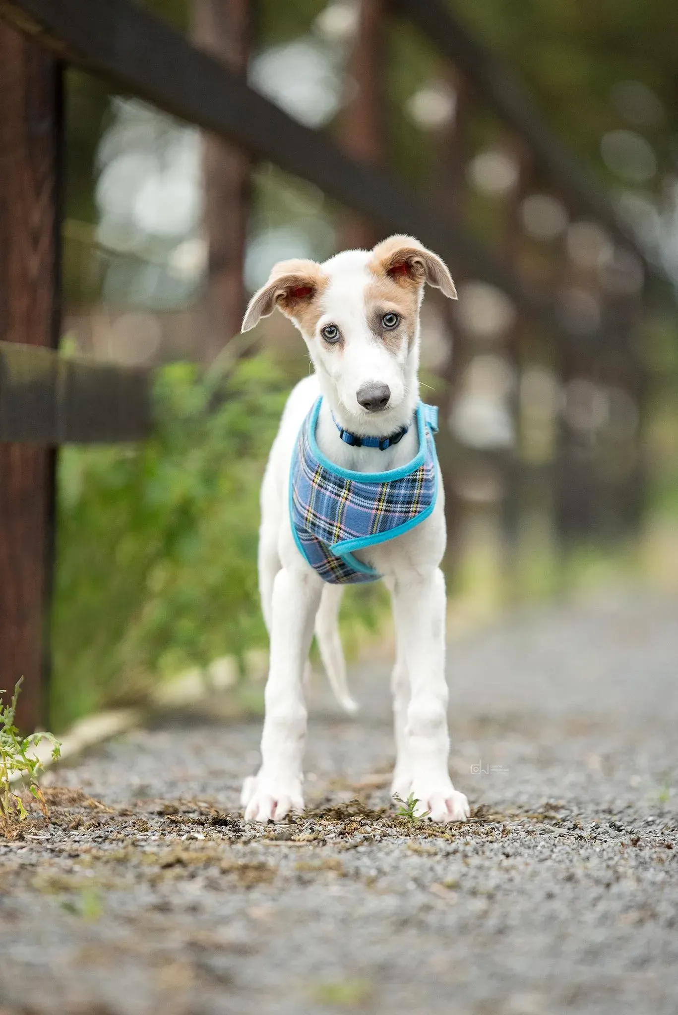 Nico adozione levrieri greyhound 9