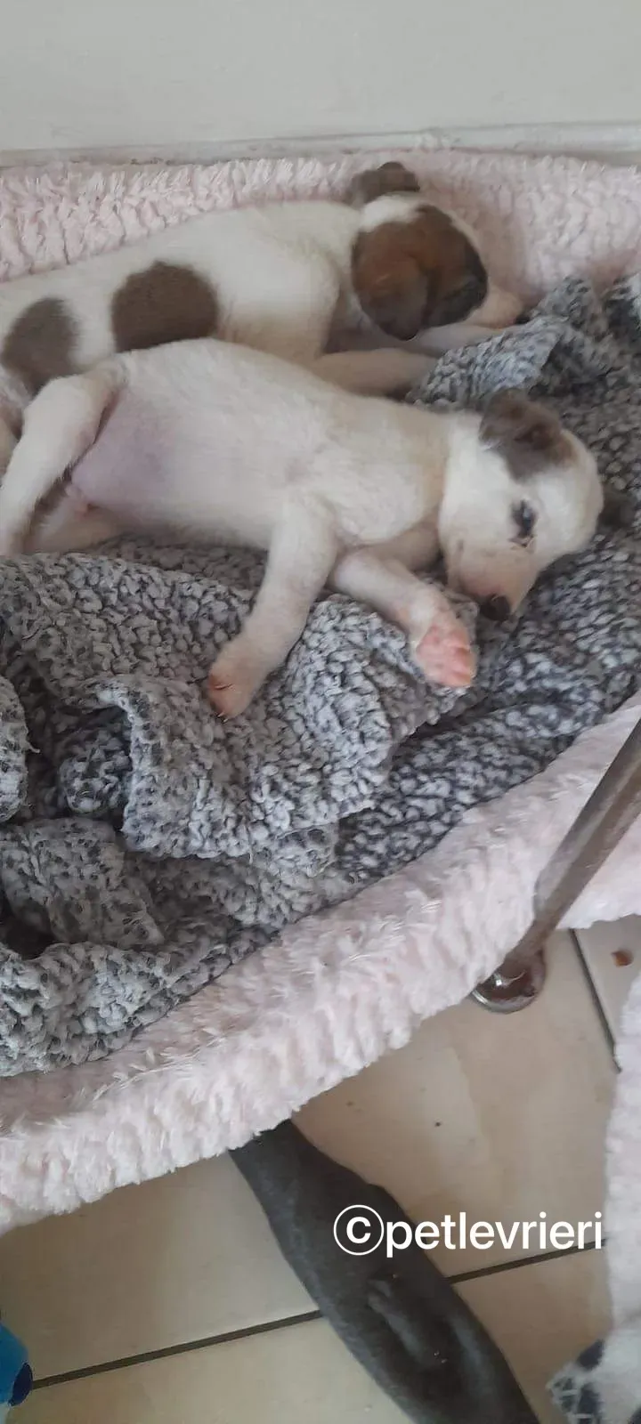 Nico greyhound adozione pet levrieri 10