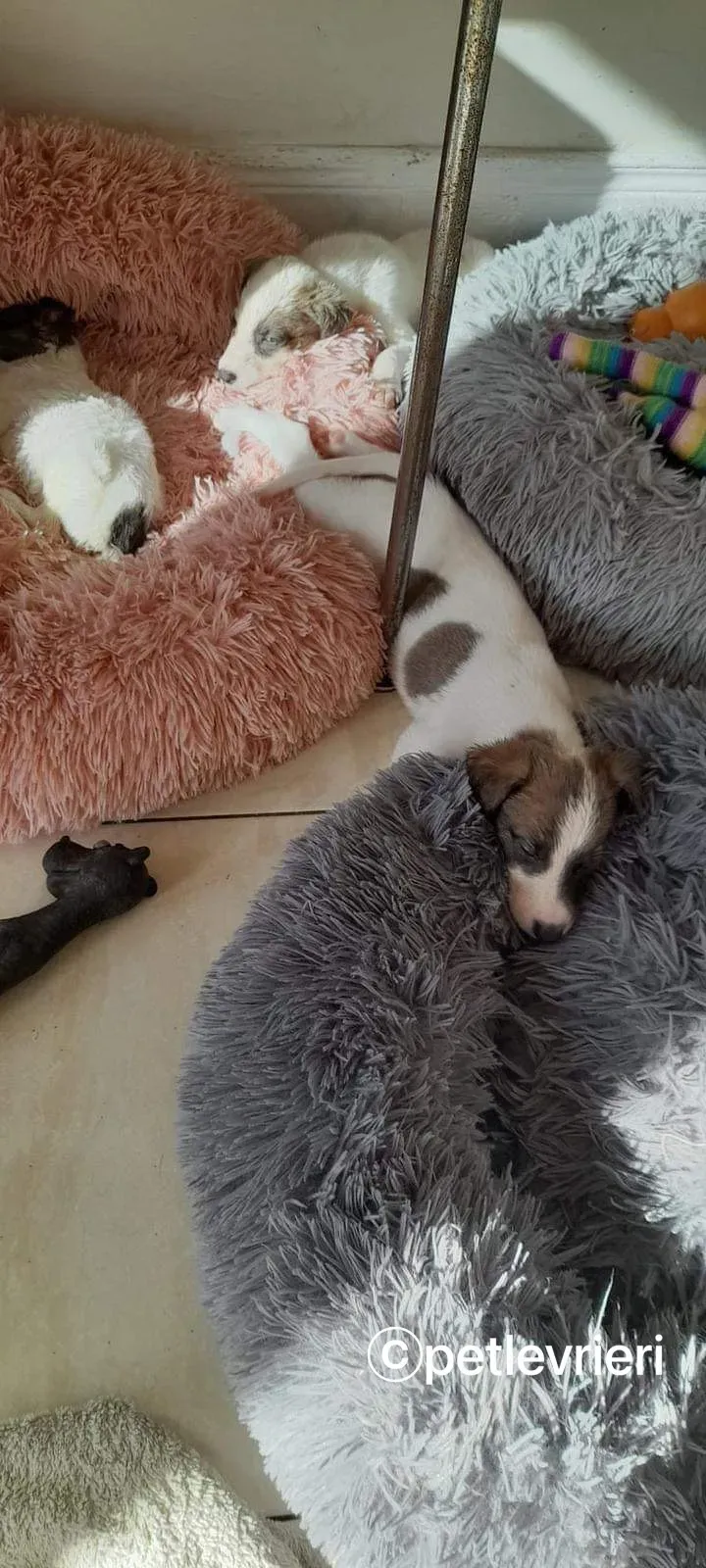 Nico greyhound adozione pet levrieri 11