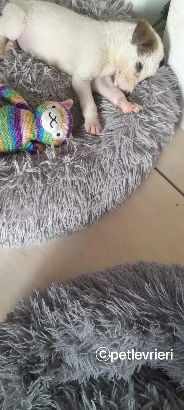 Nico greyhound adozione pet levrieri 12