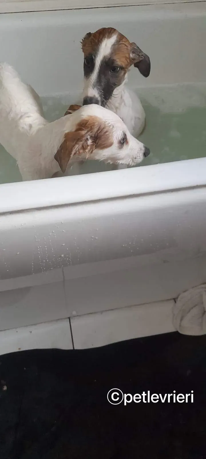 Nico greyhound adozione pet levrieri 13