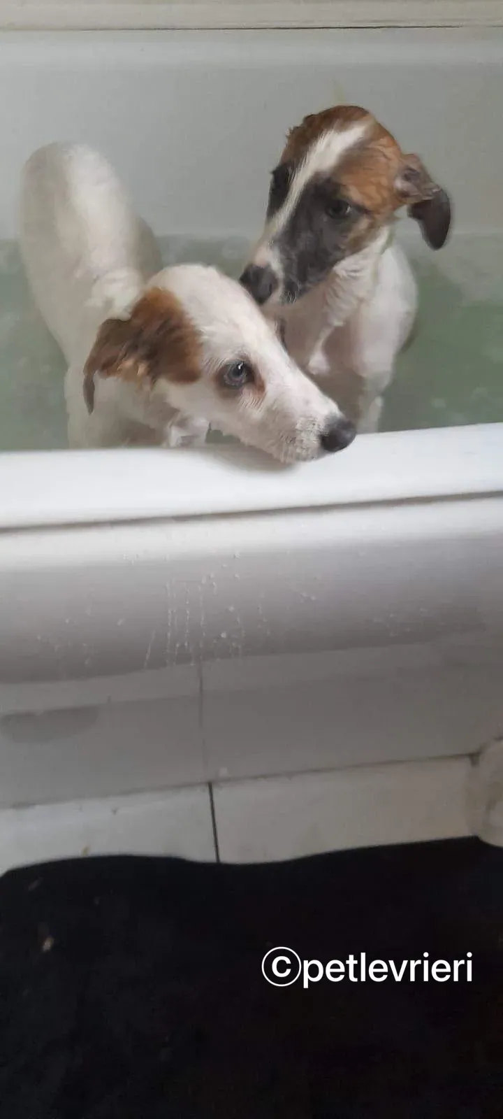 Nico greyhound adozione pet levrieri 14