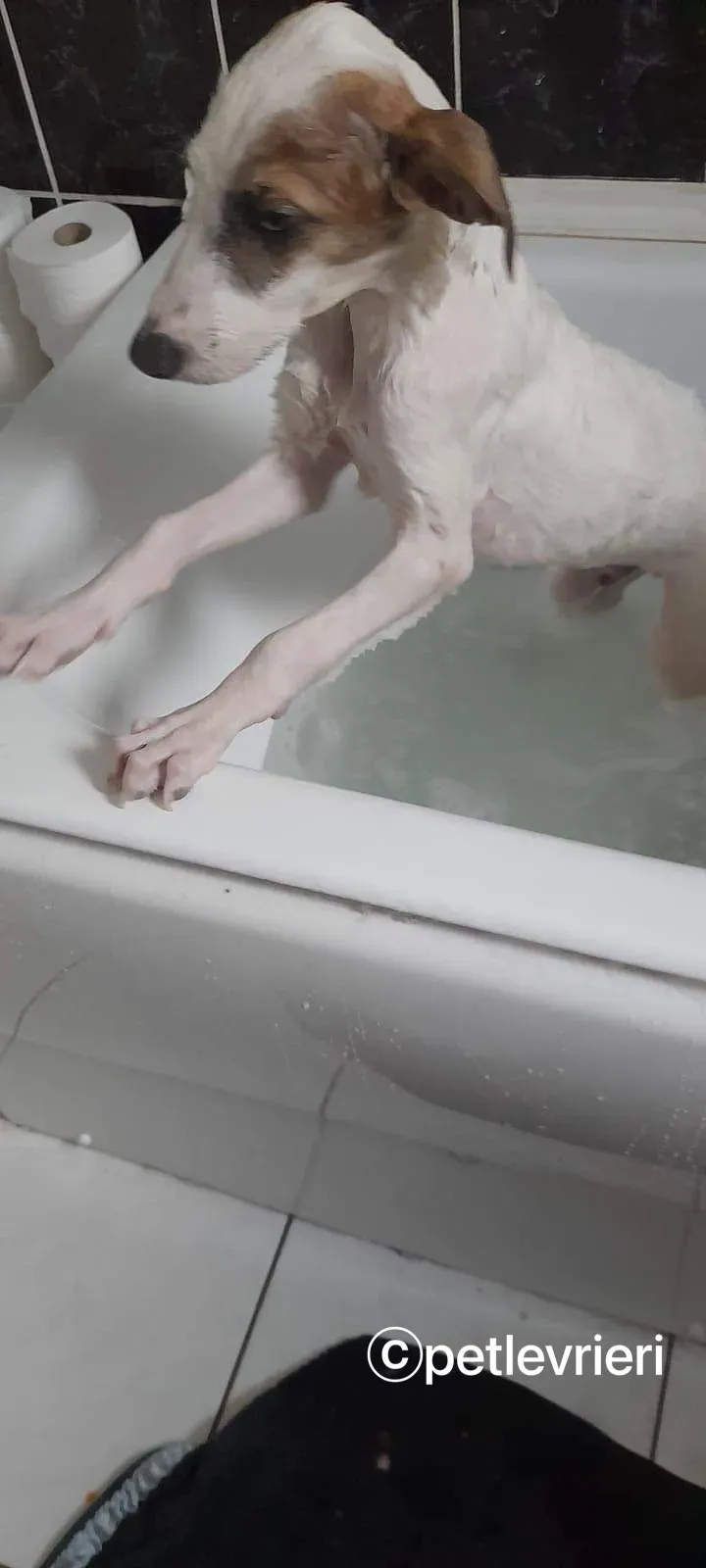 Nico greyhound adozione pet levrieri 15