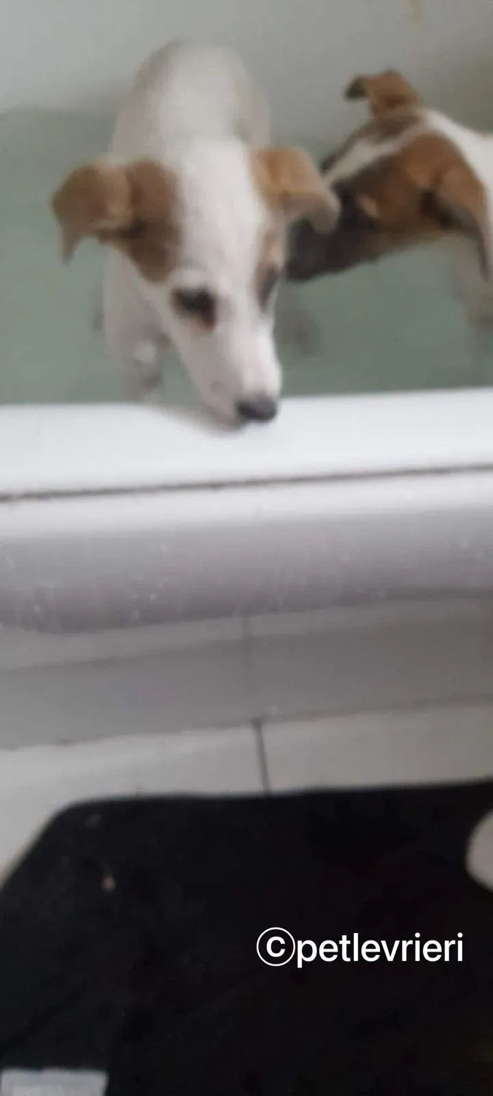 Nico greyhound adozione pet levrieri 16