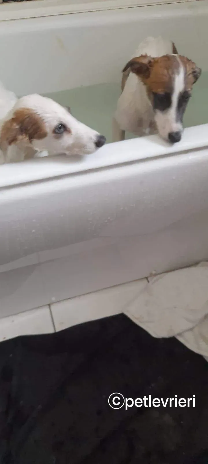 Nico greyhound adozione pet levrieri 17