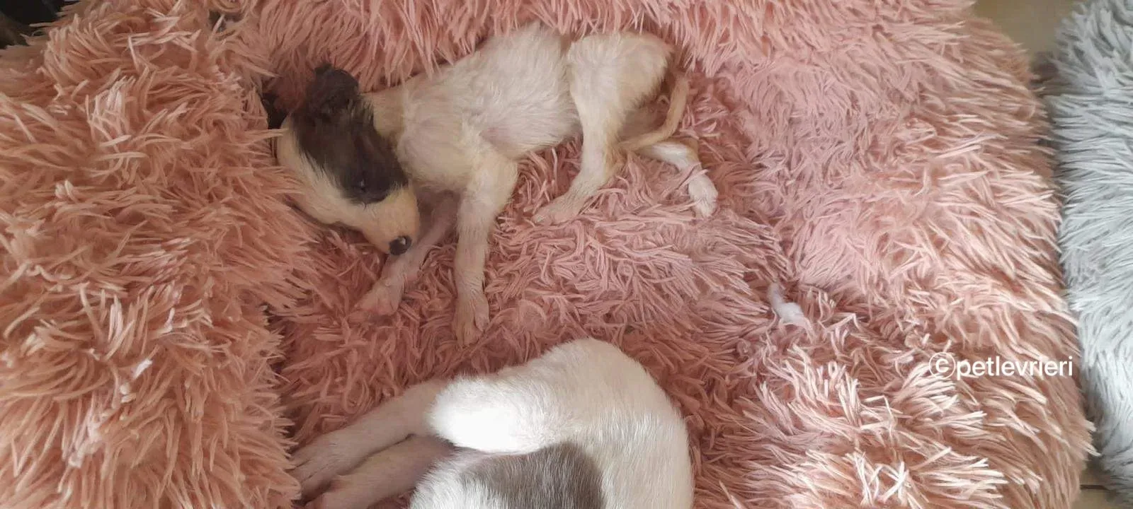 Nico greyhound adozione pet levrieri 18