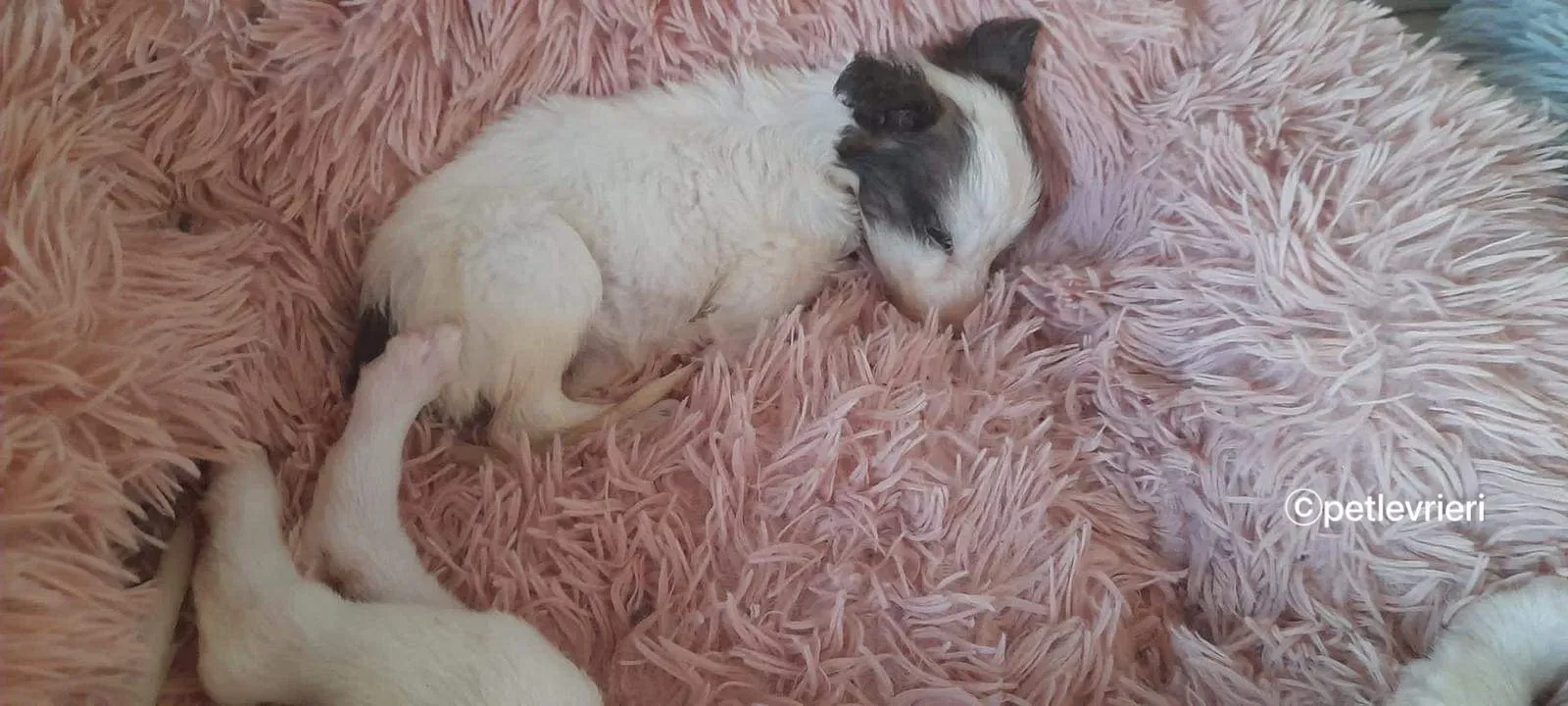 Nico greyhound adozione pet levrieri 19