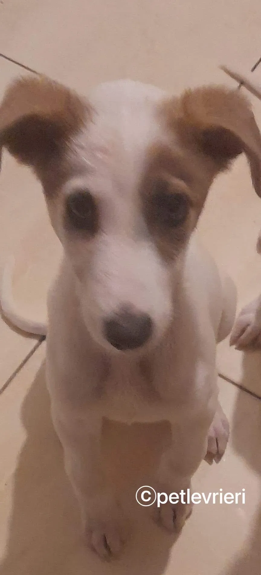 Nico greyhound adozione pet levrieri 2