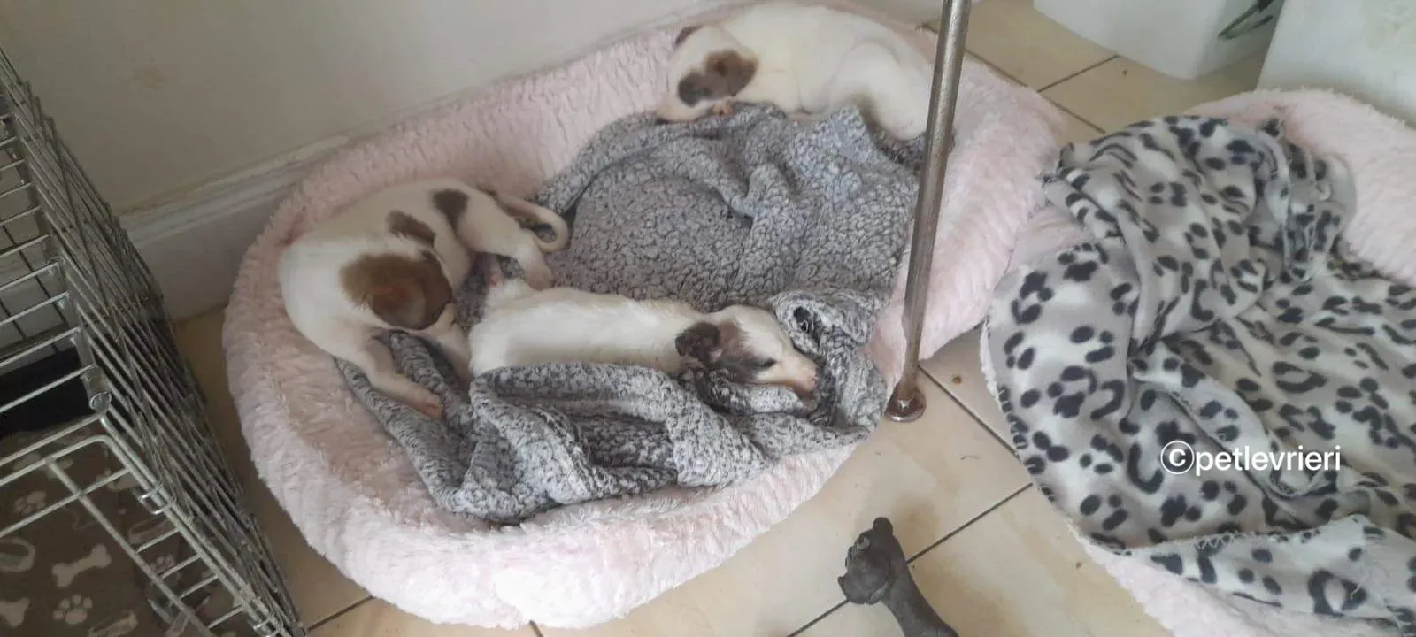 Nico greyhound adozione pet levrieri 20