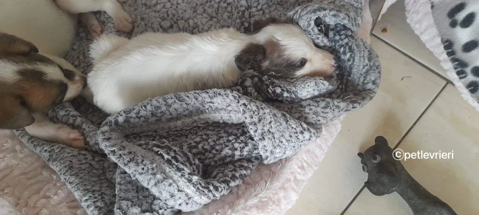 Nico greyhound adozione pet levrieri 21