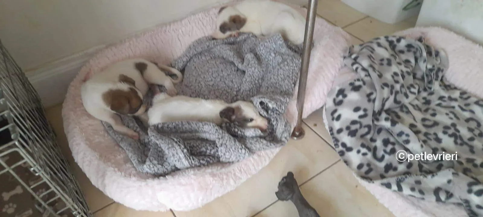 Nico greyhound adozione pet levrieri 22