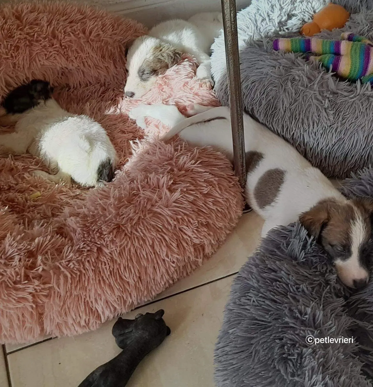 Nico greyhound adozione pet levrieri 23