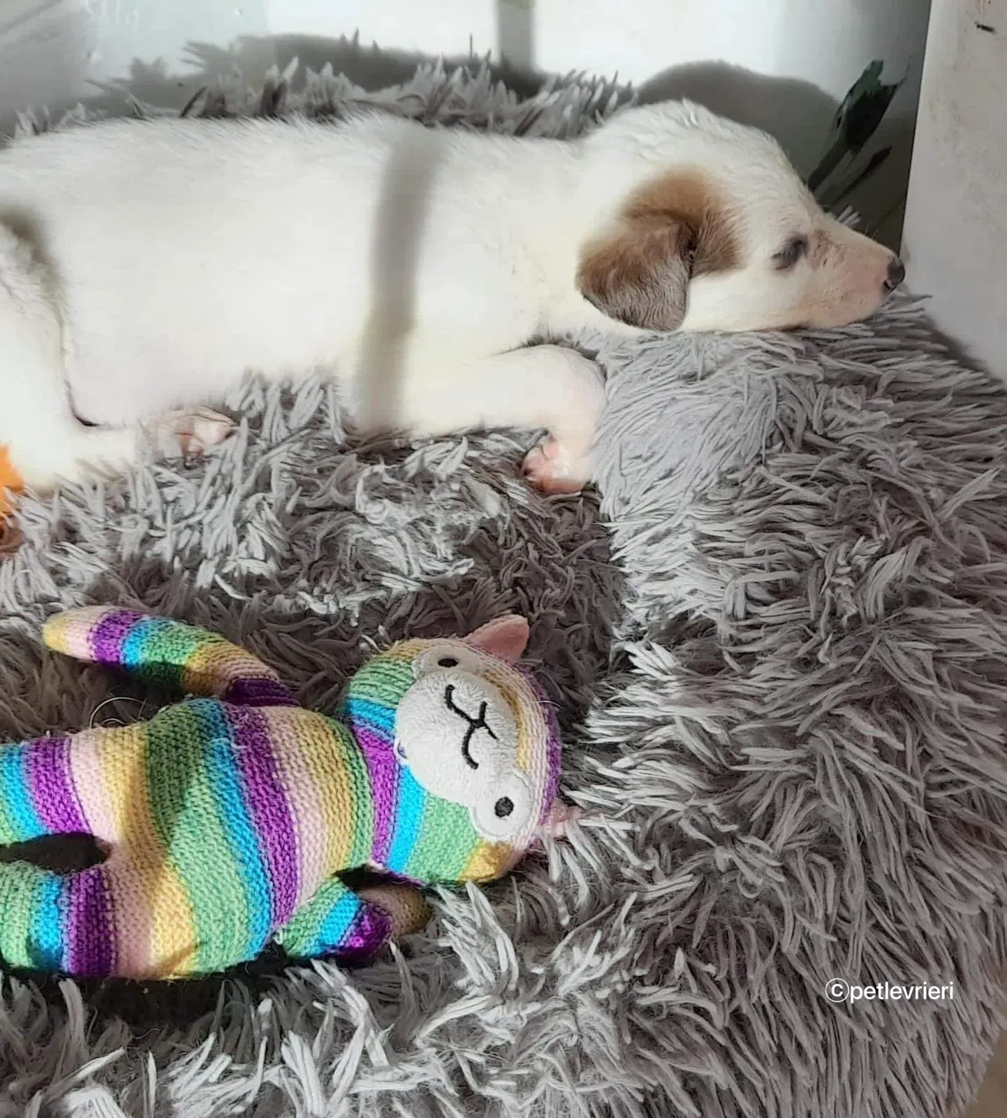 Nico greyhound adozione pet levrieri 24