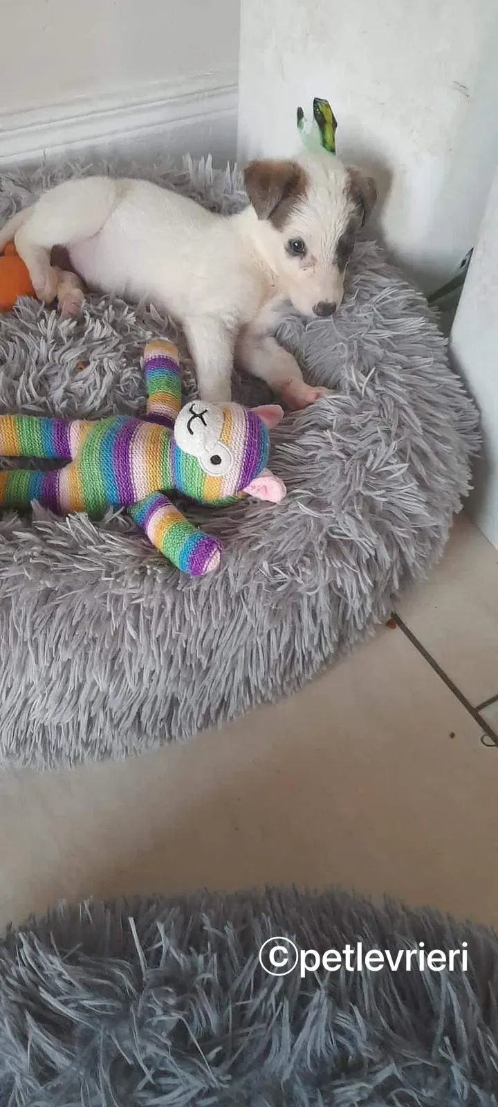 Nico greyhound adozione pet levrieri 3