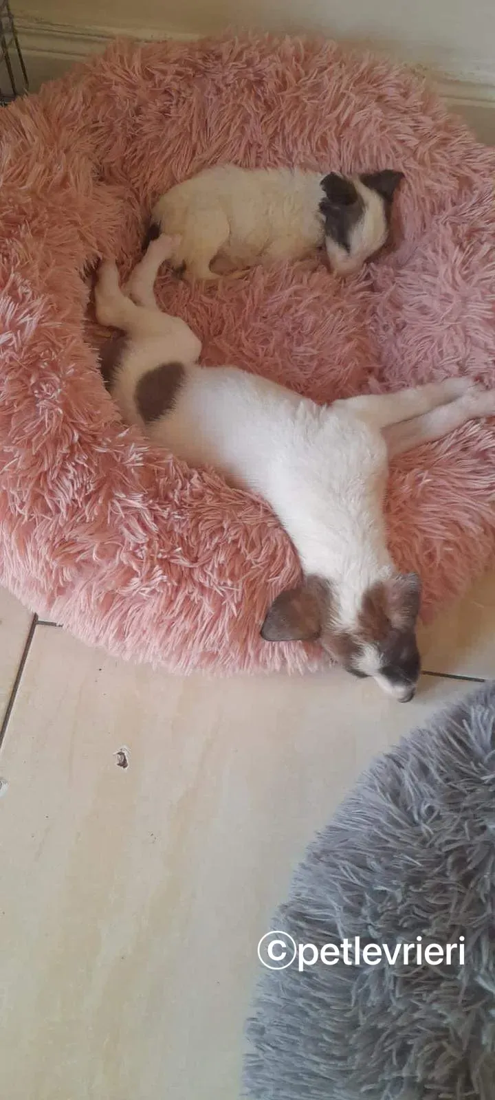 Nico greyhound adozione pet levrieri 4