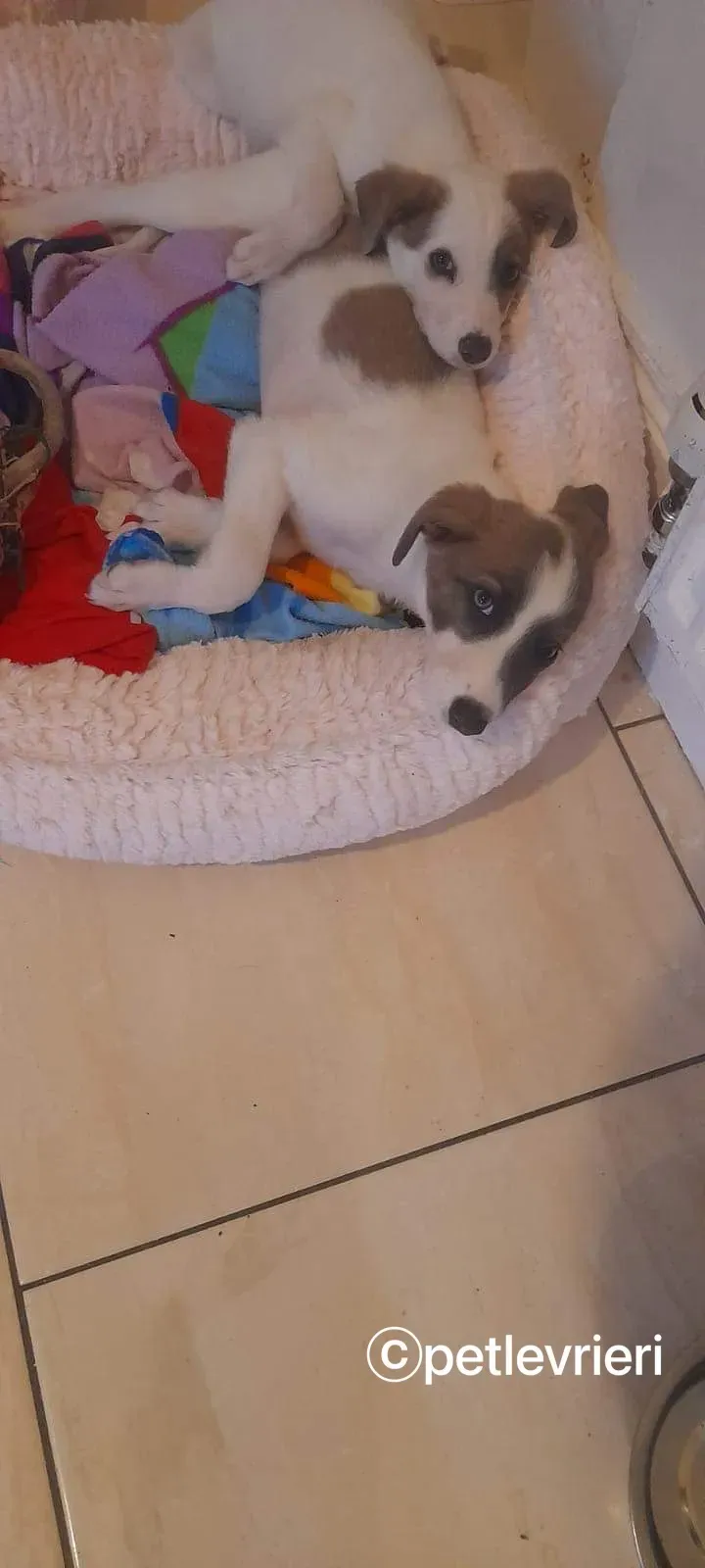 Nico greyhound adozione pet levrieri 5