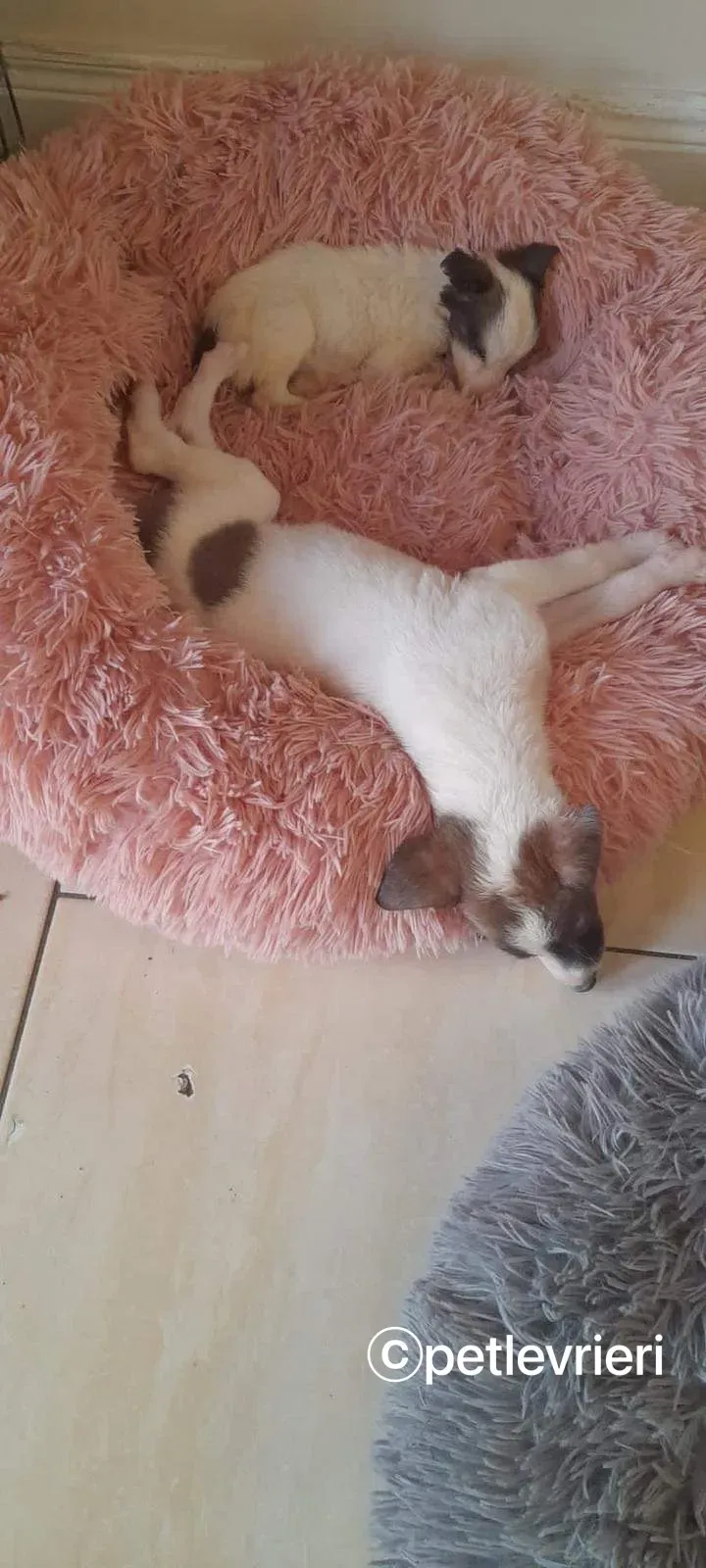 Nico greyhound adozione pet levrieri 6