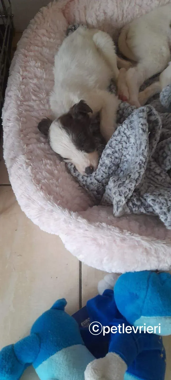 Nico greyhound adozione pet levrieri 9