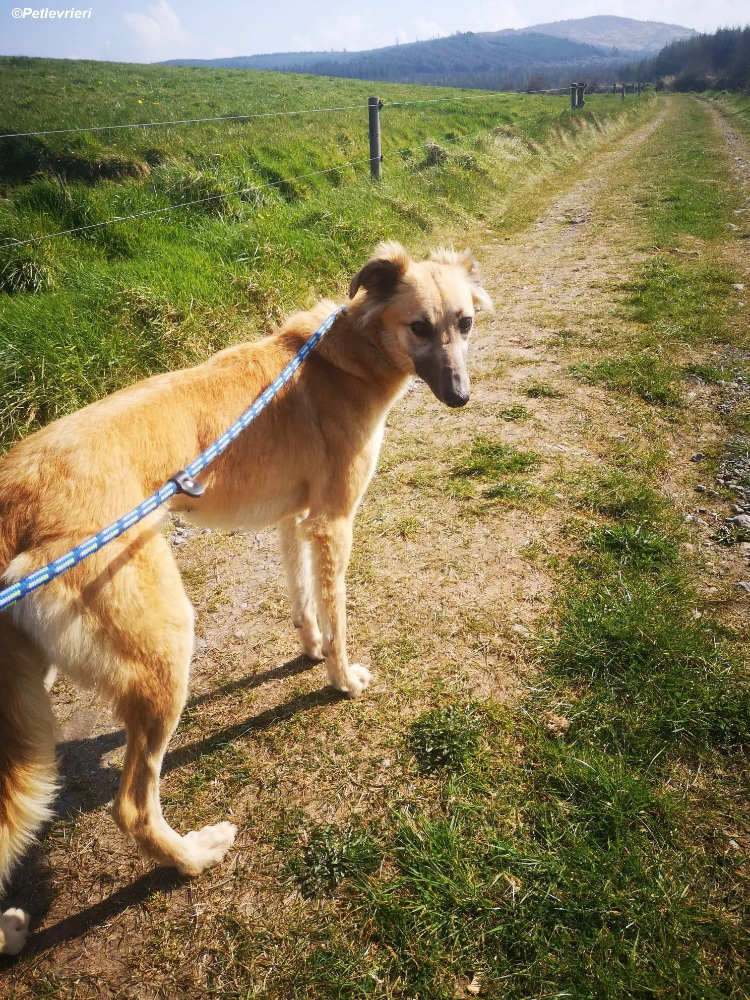 Nicole adozione levrieri greyhound 1