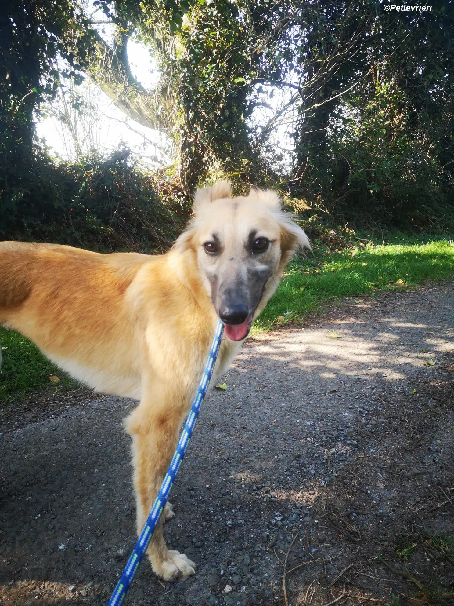 Nicole adozione levrieri greyhound 10