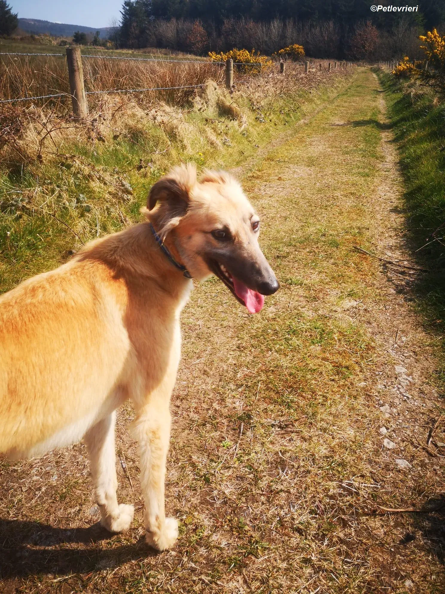 Nicole adozione levrieri greyhound 2