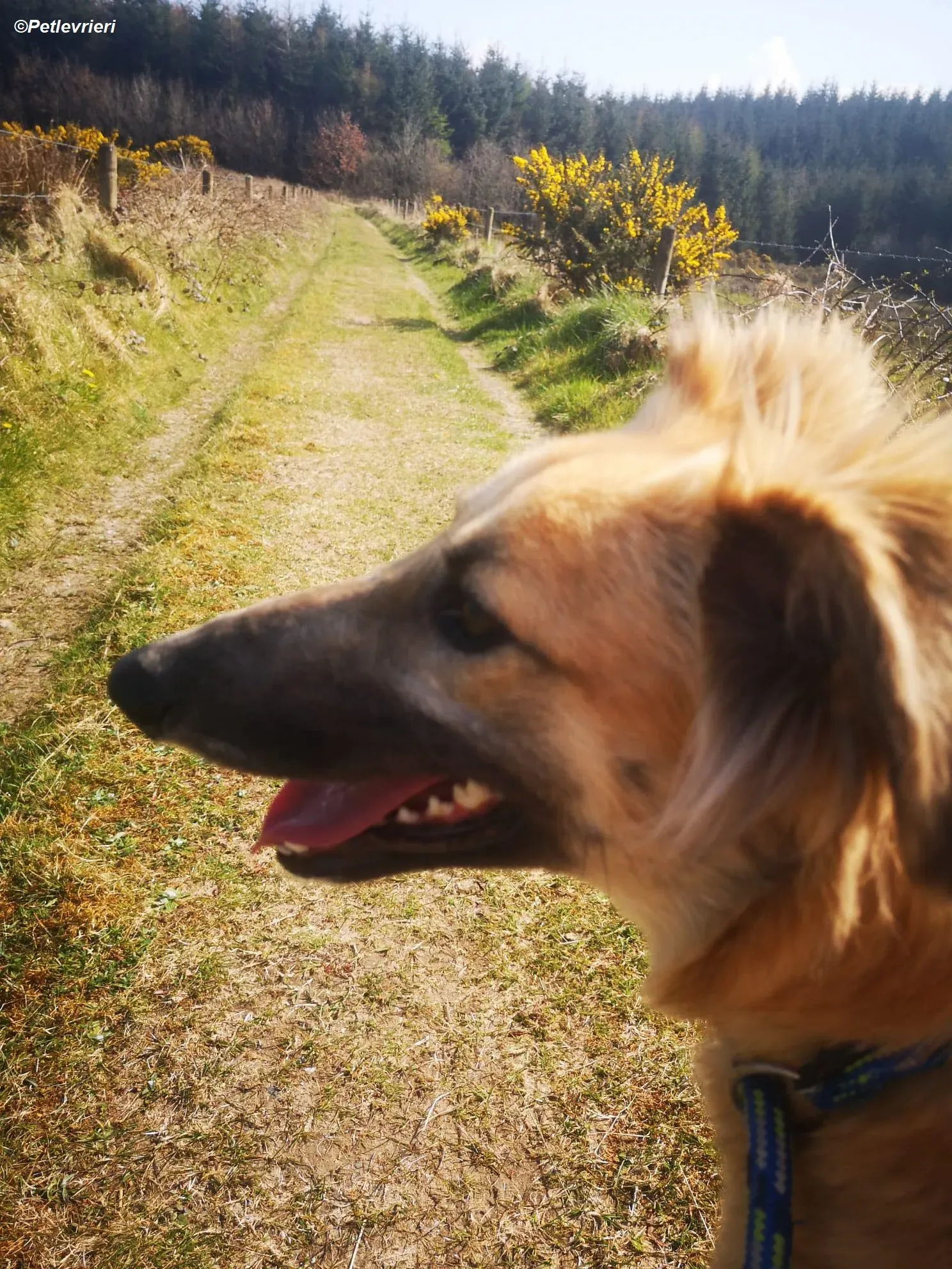 Nicole adozione levrieri greyhound 3