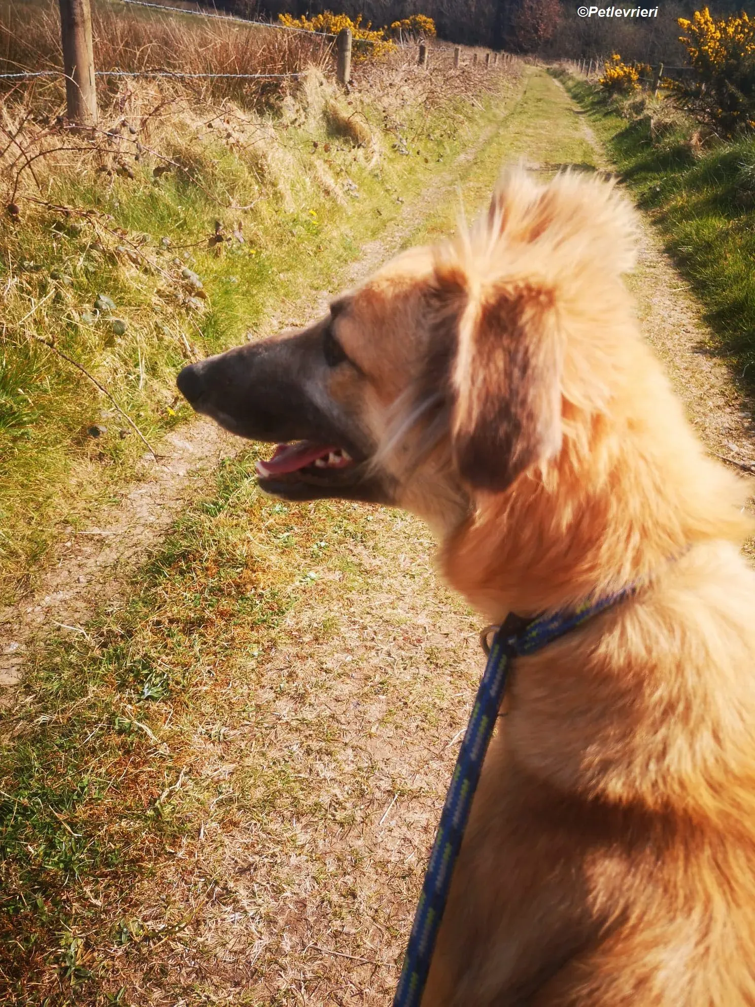 Nicole adozione levrieri greyhound 4