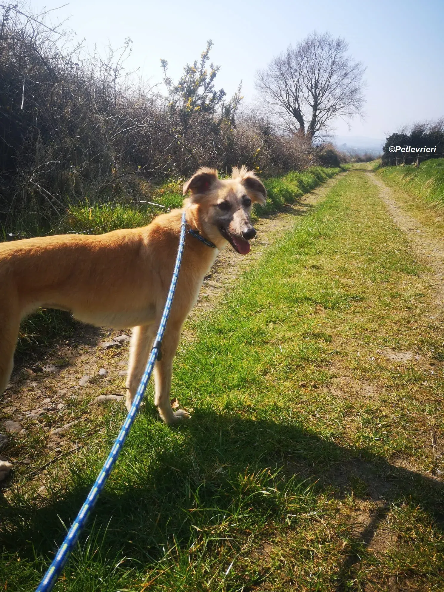 Nicole adozione levrieri greyhound 5