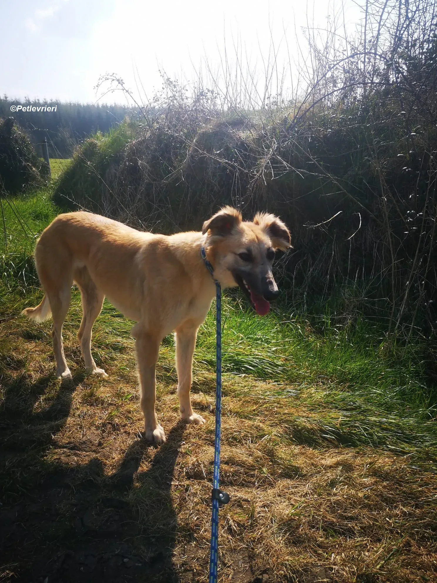 Nicole adozione levrieri greyhound 6