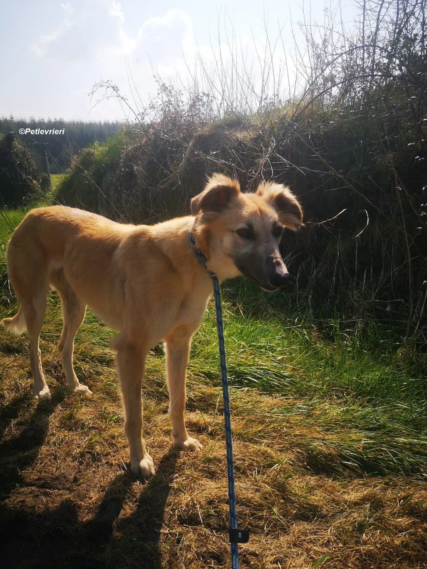 Nicole adozione levrieri greyhound 7