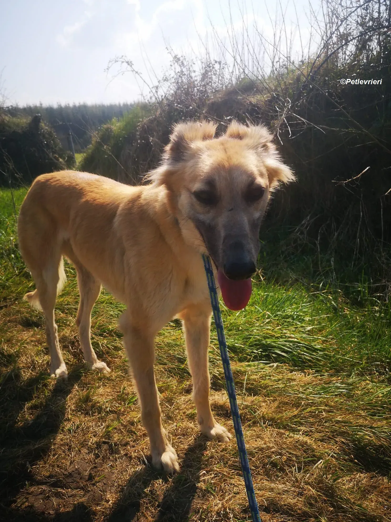 Nicole adozione levrieri greyhound 8