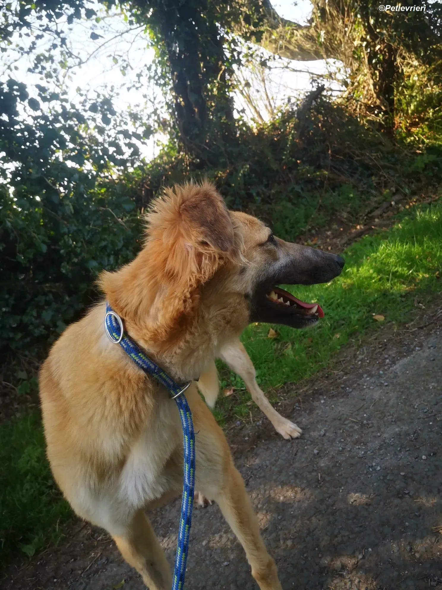 Nicole adozione levrieri greyhound 9