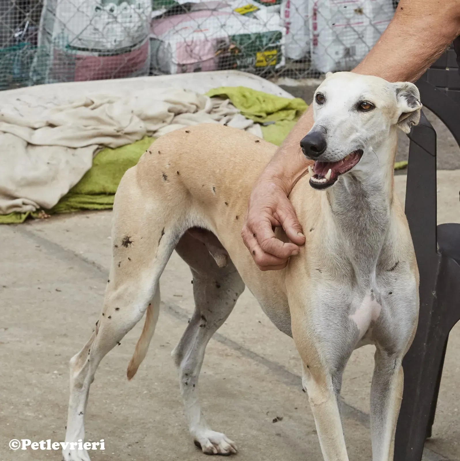 Niels adozione levrieri galgo 01