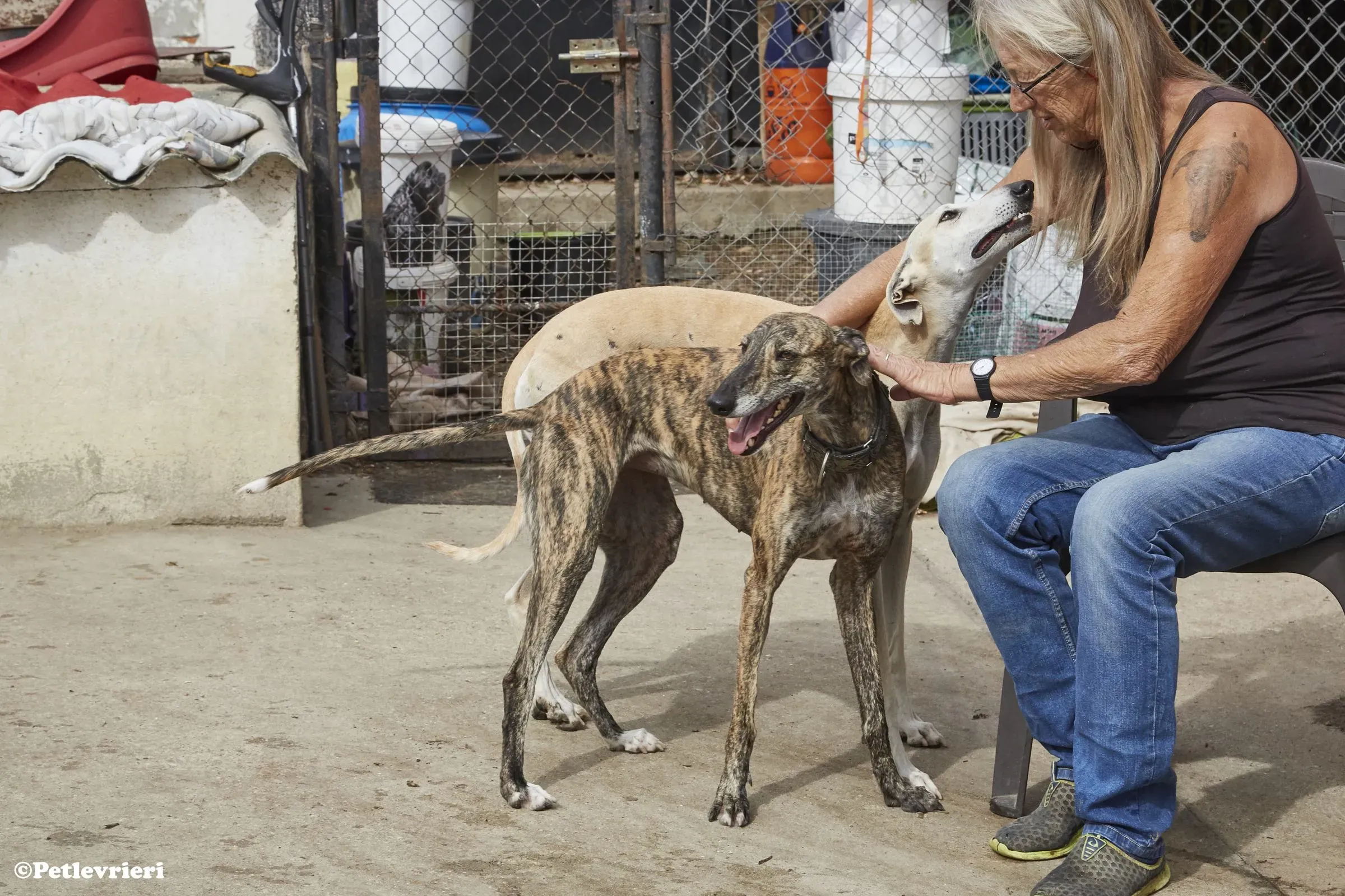 Niels adozione levrieri galgo 010