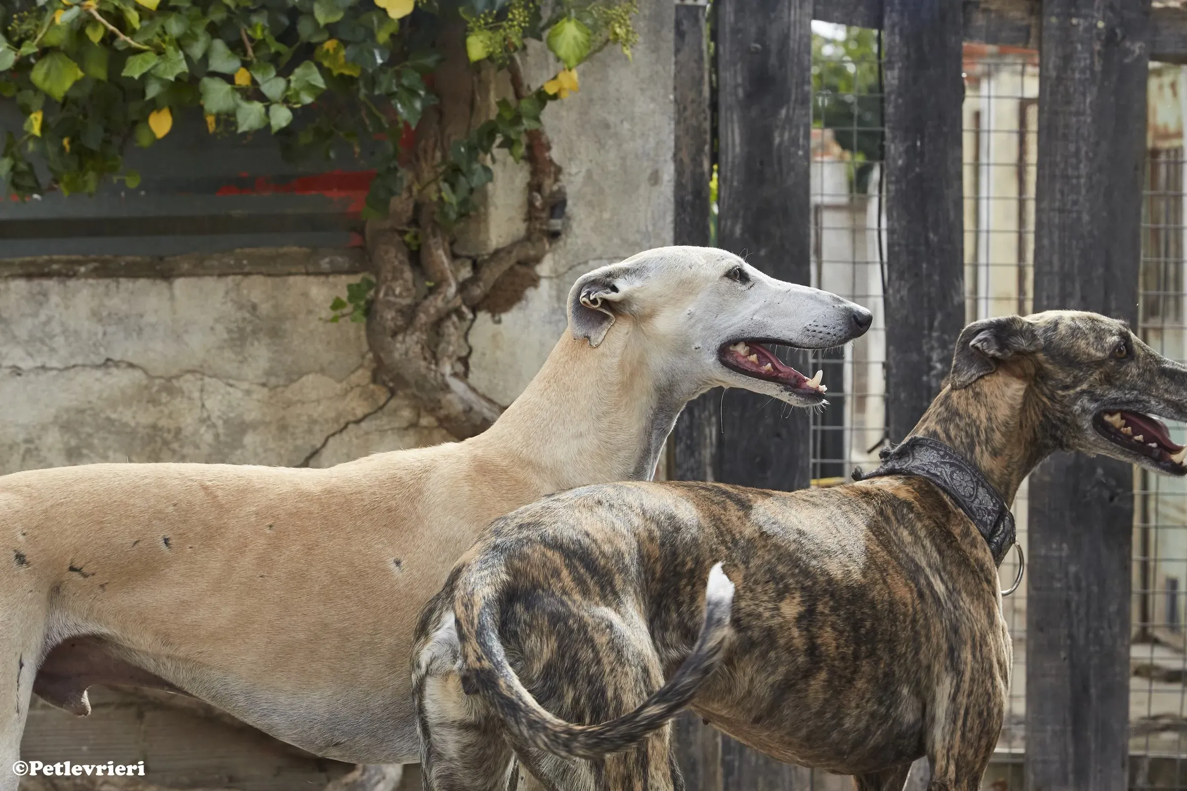 Niels adozione levrieri galgo 011