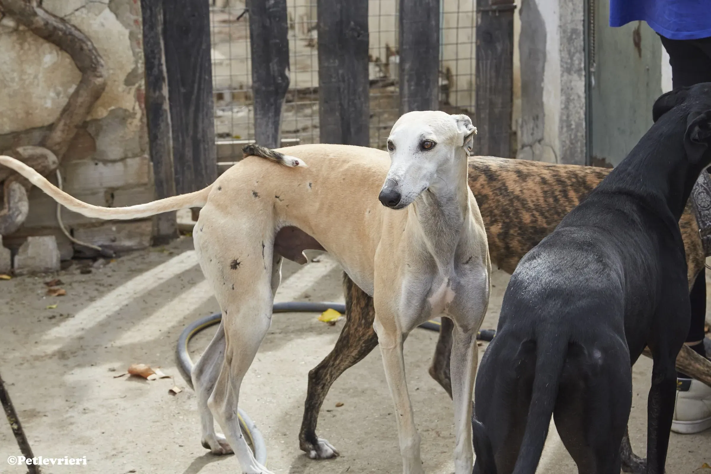 Niels adozione levrieri galgo 012